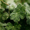 Artist's Pot Candle - Geranium Leaf - Distinctly Living