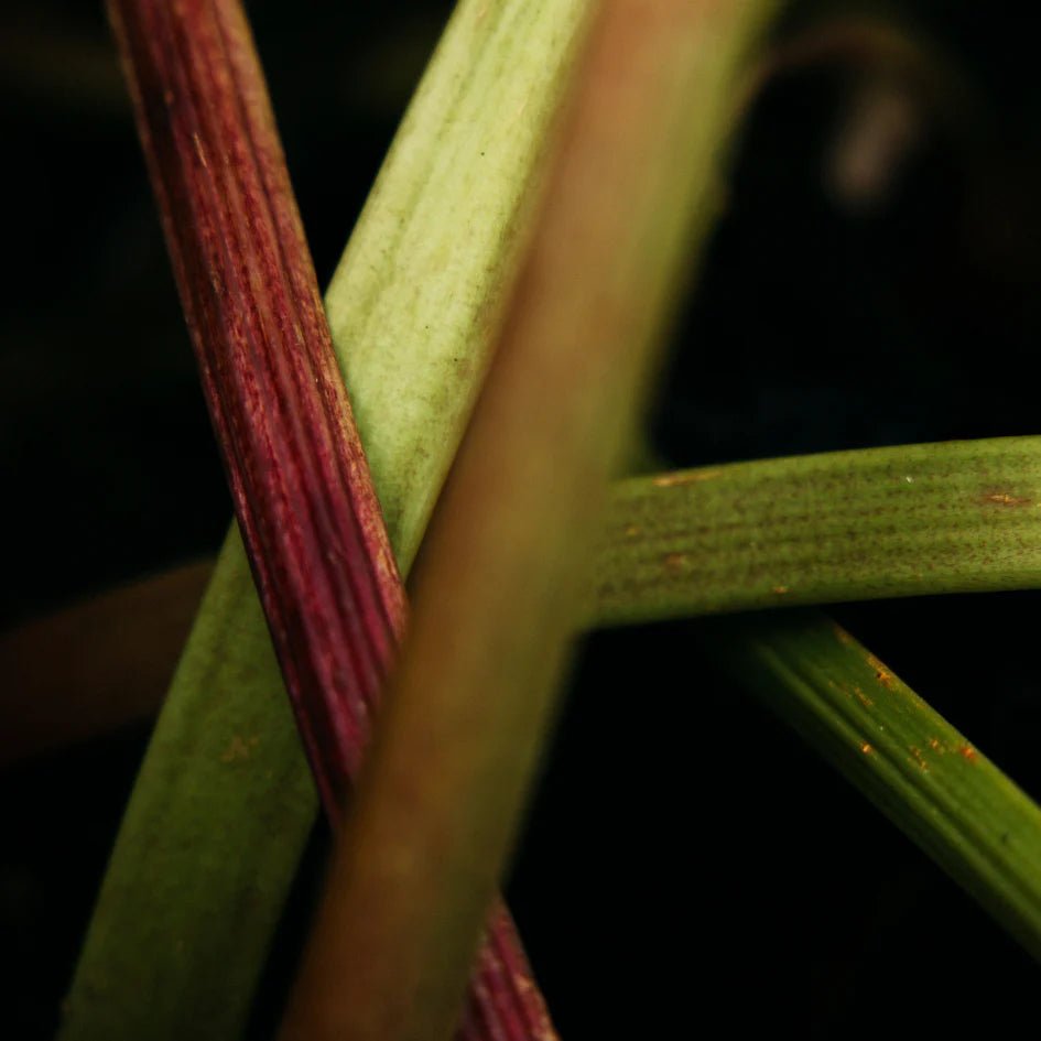 Artist's Pot Candle - Wild Rhubarb - Distinctly Living