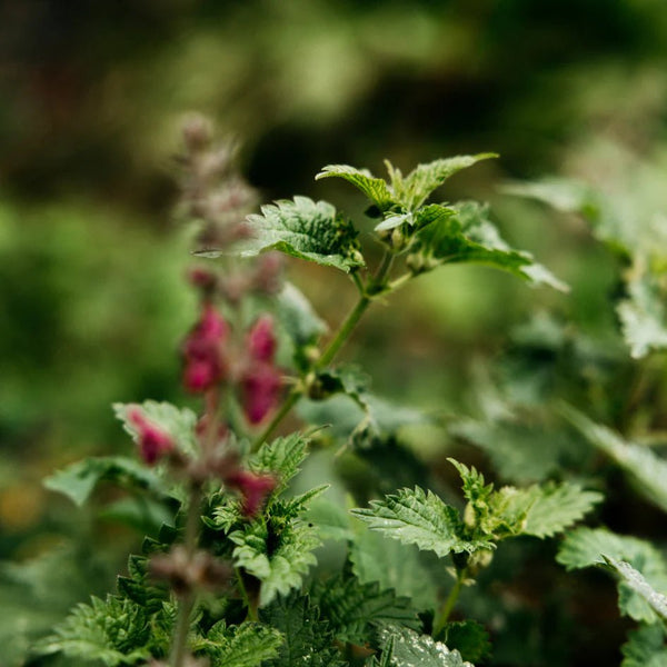 Bergamot and Nettle Tealights - Distinctly Living