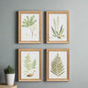 Set of 4 Framed Fern Prints - Distinctly Living