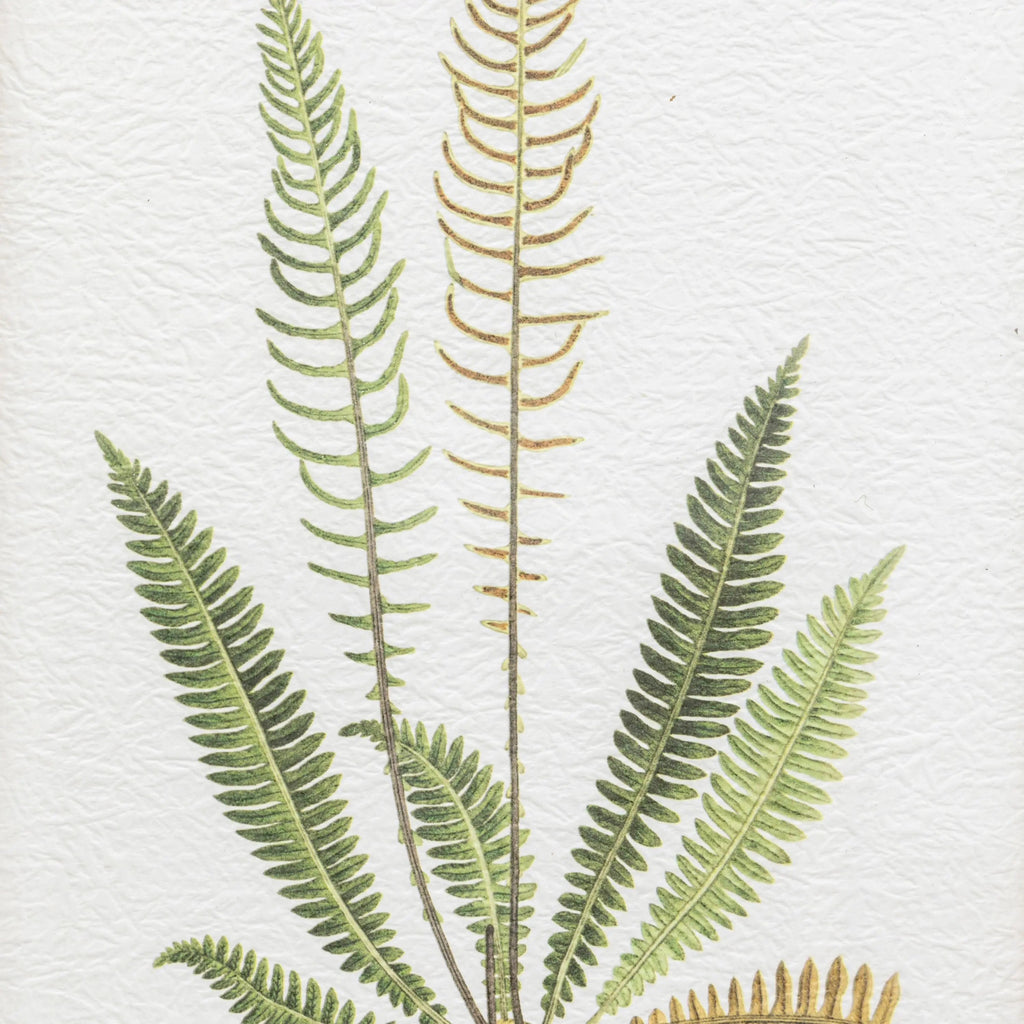 Set of 4 Framed Fern Prints - Distinctly Living