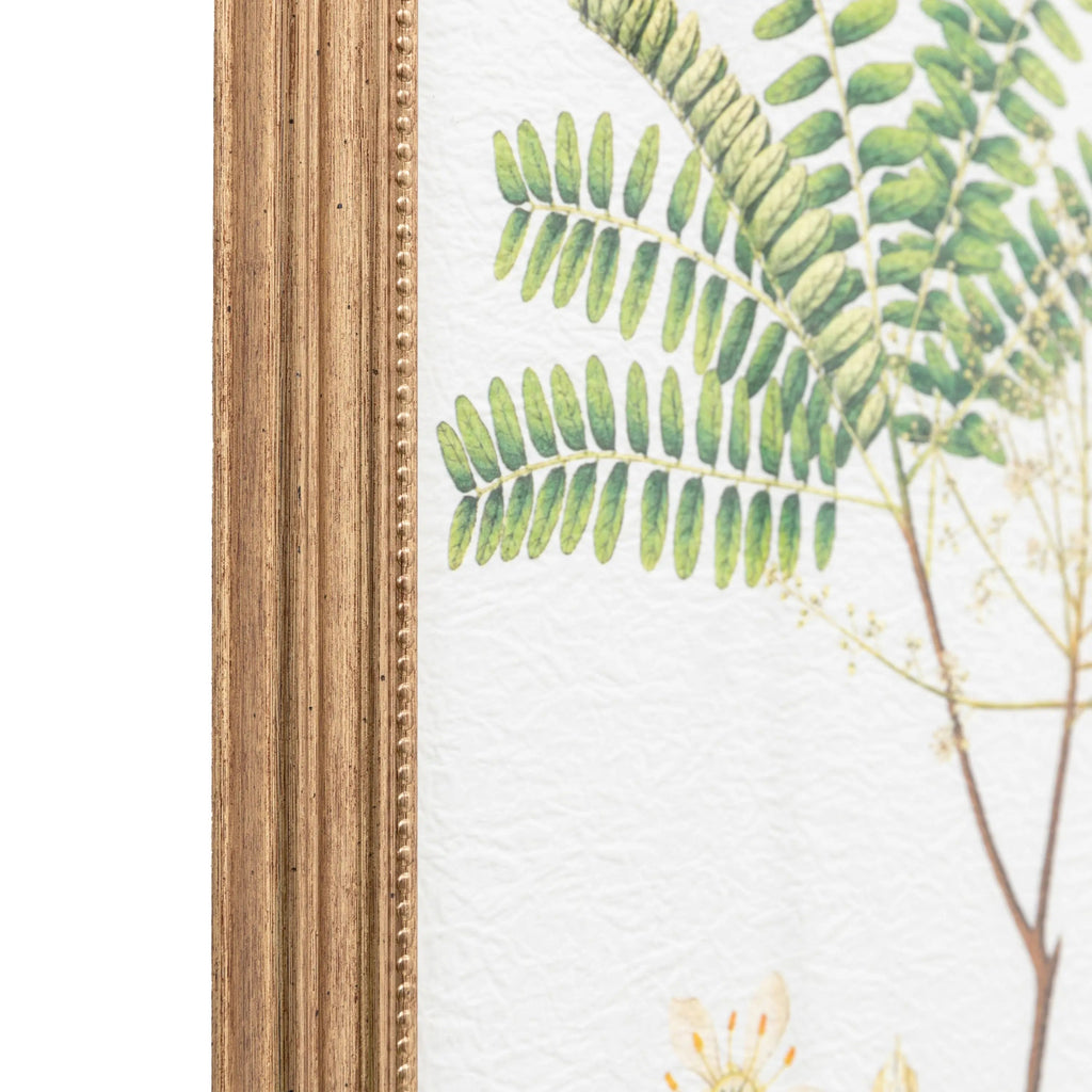 Set of 4 Framed Fern Prints - Distinctly Living