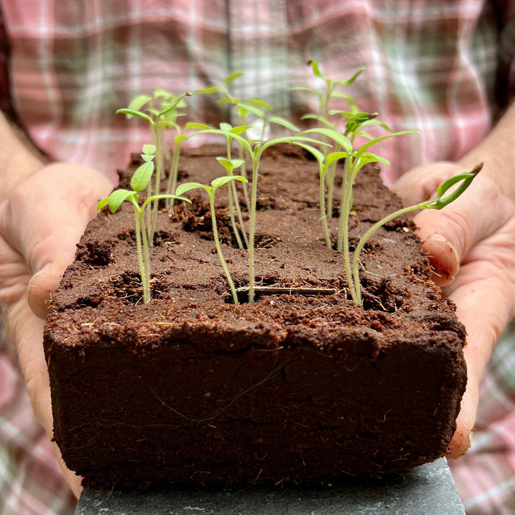 The Pizza Herbs Growbar - Distinctly Living