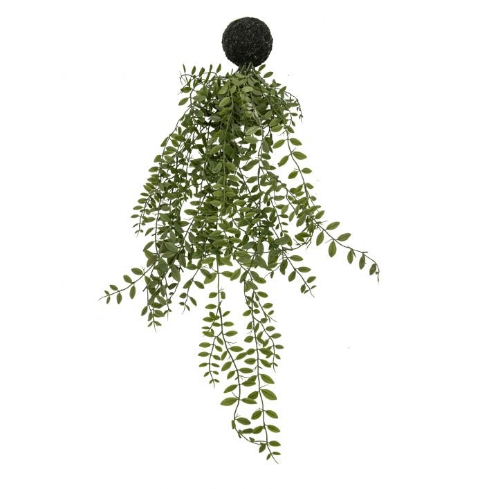 Trailing Fern Ball - Distinctly Living