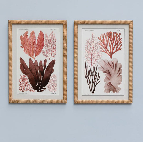 A Pair of Rattan Framed Seaweed Pictures - Distinctly Living