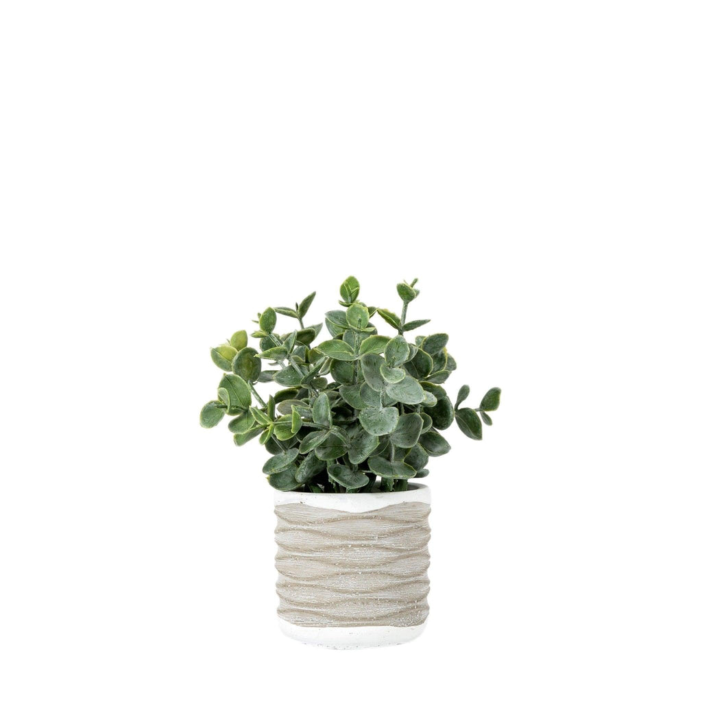 Stone Pot with Eucalyptus - Distinctly Living 